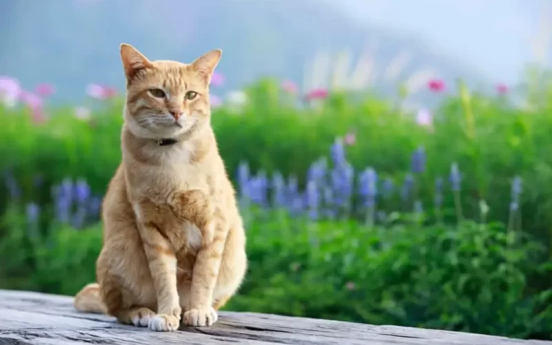 Tekir Kedi Irkı Özellikleri, Karakteri, Bakımı ve Beslenmesi